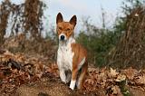 BASENJI 065